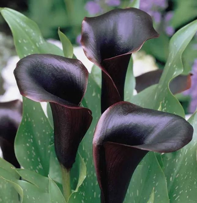 2 BULBS Midnight Black Calla Lily, Zantedeschia 'montevideo' - Etsy