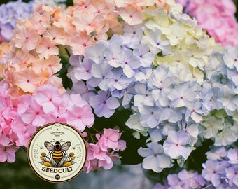 NEW! Pastel Mix Phlox Seeds, Rainbow Pastels, Native Annual Seeds, PH561C