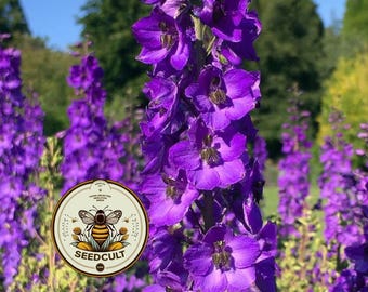 NEW! Violetta Mullein Seeds, Verbascum Phoenicium, VE0450