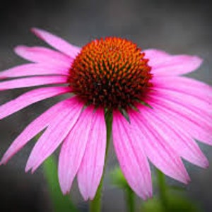 Peut inclure: Une &eacute;chinac&eacute;e rose avec un centre rouge fonc&eacute;. La fleur a de nombreuses p&eacute;tales et est en pleine floraison.