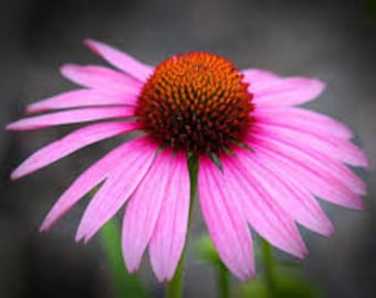 1000 Organic Echinacea Seeds, Purple Coneflower, Medicinal Plants, Flowers, Herbs EC011M