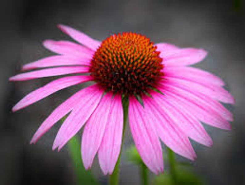 Peut inclure: Une &eacute;chinac&eacute;e rose avec un centre rouge fonc&eacute;. La fleur a de nombreuses p&eacute;tales et est en pleine floraison.