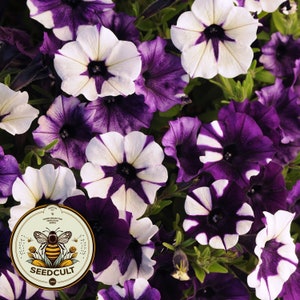 May include: Close-up of vibrant petunia flowers in shades of white and deep purple. The petals display a striking starburst pattern, with a dark center. The image features a variety of blooms, showcasing the intricate details of each flower.
