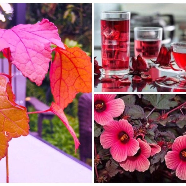 10 Cranberry Hibiscus Seeds, Edible Organic Plant Seeds, Hibiscus Acetosella, African Rosemallow, False Roselle HI0110