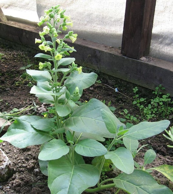 buy indian tobacco Buy Bulk Hopi Indian Ceremonial Tobacco Seeds, Nicotiana Rustica NI022C  Online in India