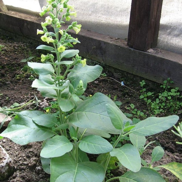 Bulk Hopi Indian Ceremonial Tobacco Seeds, Nicotiana Rustica NI022C