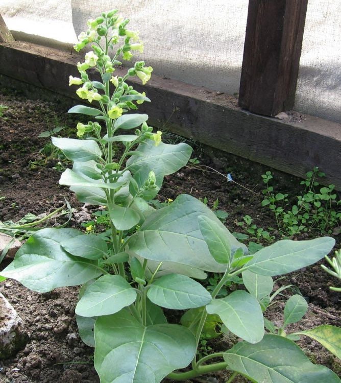 Bulk Hopi Indian Ceremonial Tobacco Seeds, Nicotiana Rustica NI022C