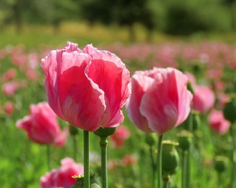 Queens Poppy Seeds, Papaver Somniferum, Pink and White, Tulip Like, Bread seed poppies PS221CR