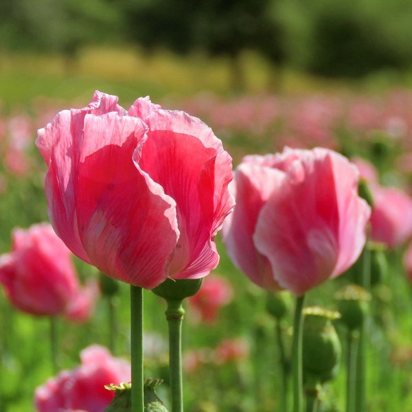 Queens Poppy Seeds, Papaver Somniferum, Pink and White, Tulip Like, Bread seed poppies PS221CR