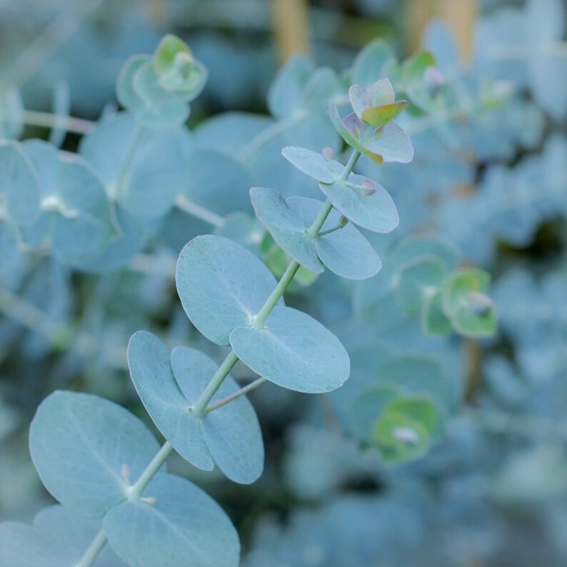 10 Organic Dwarf Baby Blue Eucalyptus Seeds Indoor House Etsy