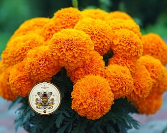 NEW! Bulk Hawaii Marigold Seeds, African, Orange, Tagetes Erecta TG512C