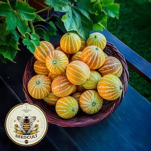 May include: A wicker basket filled with small, round, yellow and orange melons with a striped pattern. The basket is on a blue wooden surface. The image includes a logo with a bee and the text "SEEDCULT.COM".