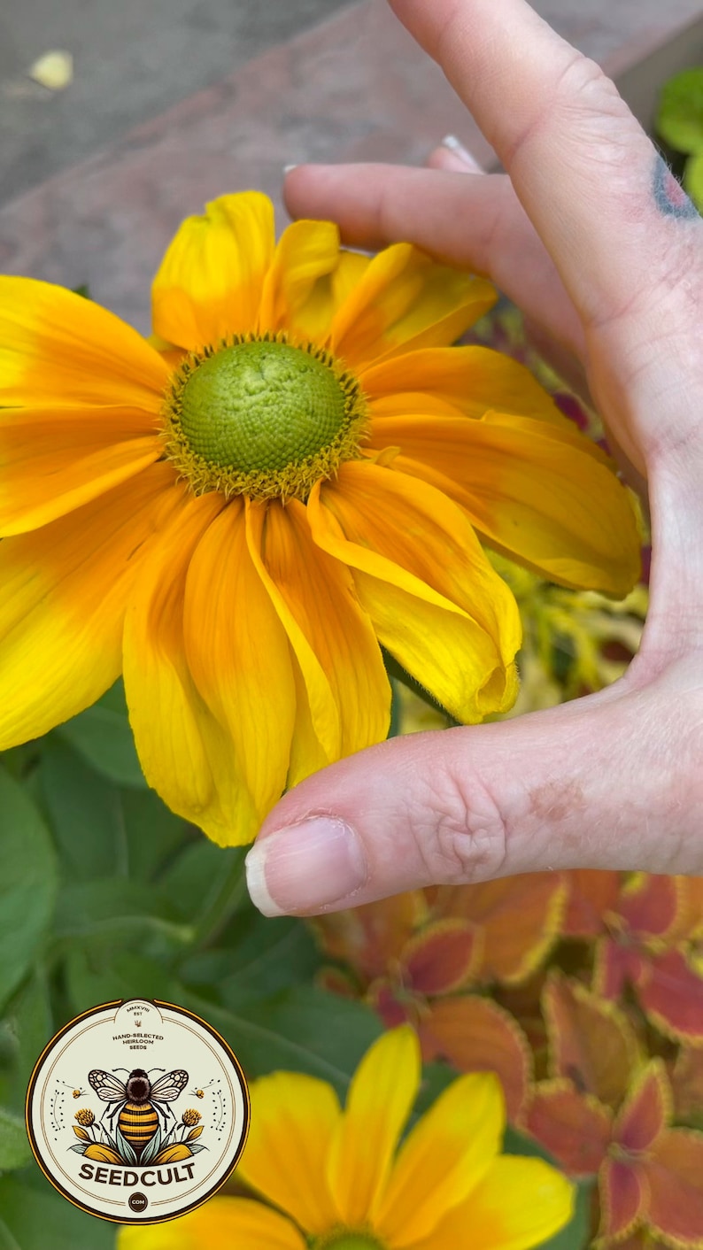 SeedCult Prairie Sun Rudbeckia Seeds - Thumbnail 3