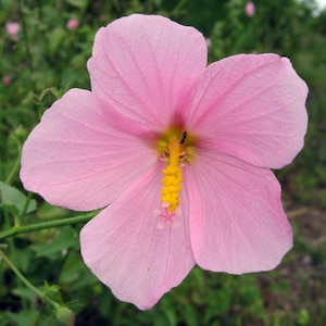 NEW! Saltmarsh Hibiscus Seeds, Saltmarsh Mallow, SE US Native Wildflowers, Kosteletzkya Virginica, HI0720