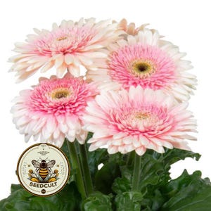 May include: A close-up of pink gerbera daisies with white-edged petals and yellow centres. The flowers are surrounded by green leaves and stems. A circular logo with a bee and the text "SEEDCULT" is in the lower left corner.