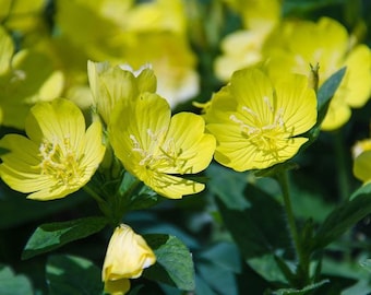 Bulk Yellow Evening Primrose Seeds, Moonlight garden, Edible, Tea, Showy Oenothera Missouriensis, Missouri native OE031C