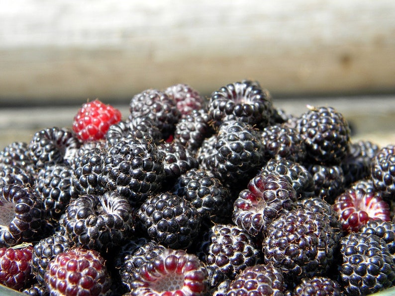 SeedCult Jewel Raspberry Seeds