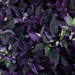 Gothic Purple Flash Variegated Hot Pepper Seeds, Organic Capsicum Annuum CH1210