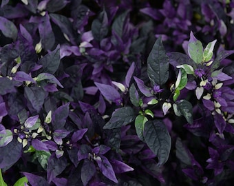 Gothic Purple Flash Variegated Hot Pepper Seeds, Organic Capsicum Annuum CH1210