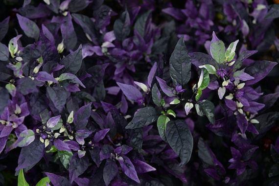 Gothic Purple Flash Variegated Hot Pepper Seeds, Organic Capsicum