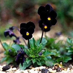 Black Delight Sorbet Viola Seeds, Violaceae VL0225