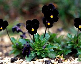 Black Delight Sorbet Viola Seeds, Violaceae VL0225