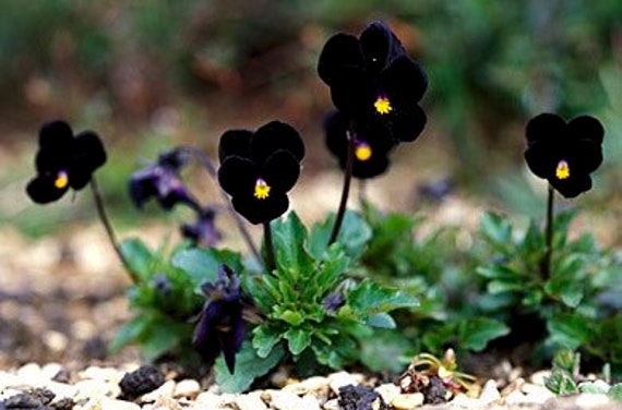Black Delight Sorbet Viola Seeds, Violaceae VL0225 - Etsy