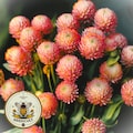Salmon Gomphrena Seeds, Globe Amaranth, GO0920