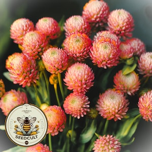 May include: A close-up of a cluster of globe amaranth flowers. The flowers are a vibrant mix of pink and orange hues, with a spherical shape. The image also includes green stems and leaves. The Seedcult logo is visible in the bottom left corner.