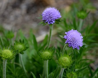 Field Scabious Seeds, Pin-cushion flowers, Knautia Arvensis KN2220