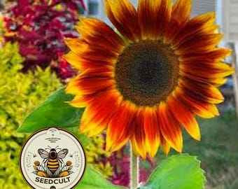 NEW! 5 Sunfinity Yellow Red Bicolor Sunflower Seeds, Continuous Blooms, Branching Sunflower, HA2705