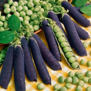 Purple Pod Sugar Magnolia Sweet Pea Seeds, Pisum Sativum PI0325