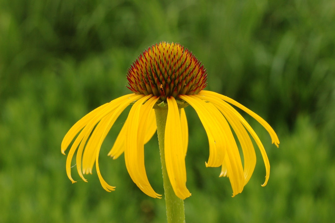 Native Yellow Coneflower Seeds, Ozark, Bush's Coneflower, Echinacea
