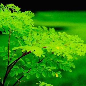 Rare DWARF Moringa Seeds, Tree of Life, Miracle Plant, Moringa Oleifera Dwarf MR0110