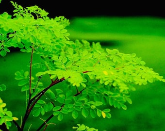 Rare DWARF Moringa Seeds, Tree of Life, Miracle Plant, Moringa Oleifera Dwarf MR0110