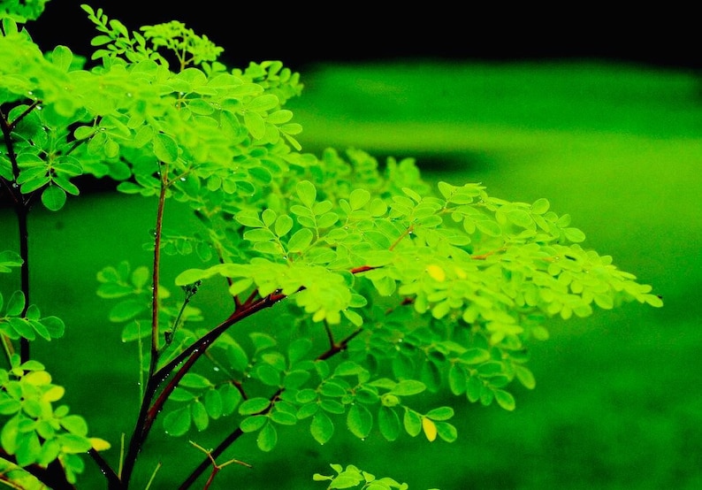 May include: Close-up of a vibrant green plant with small, rounded leaves. The plant's branches are a reddish-brown color, and the background is a blurred, darker shade of green. The image highlights the plant's fresh, lively appearance.