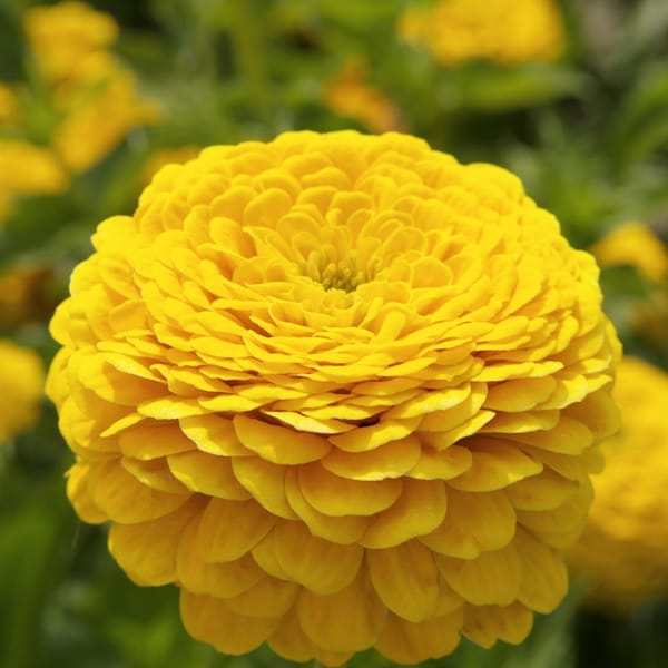 50 Golden Yellow Gigantica Zinnia Seeds, Largest Giant Zinnias, Zinnia Gigantica ZE1950