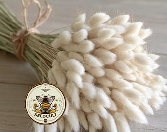 Bunny Tail Seeds, Hare's Tail, Ornamental Grass, Crafts, Dried Flowers, Lagarus Ovatus, LG0150