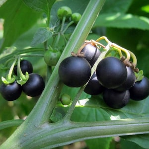 May include: A close-up of a cluster of shiny black berries growing on a green stem. The berries are round and smooth, and they are surrounded by green leaves.