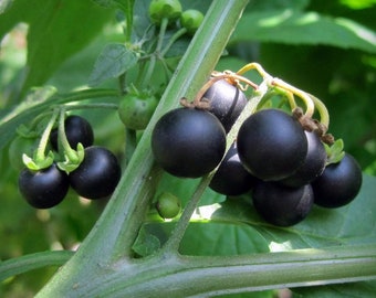 Bulk Huckleberry Seeds, Solanum melanocerasum SM031C