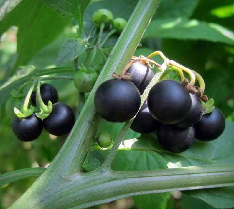 May include: A close-up of a cluster of shiny black berries growing on a green stem. The berries are round and smooth, and they are surrounded by green leaves.