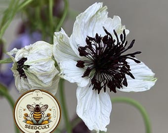 African Bride Nigella Seeds, Love In A Mist, Cut Flower Garden, Ferny Foliage, Dried Pod Variety, NG0225