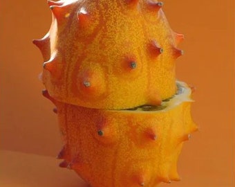 Horned Jelly Melon Seeds, Organic Cucumis Metuliferus, Spiked Melon, African Kiwano CU0515