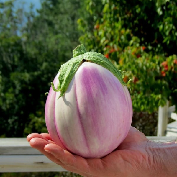 Rose Bianca Eggplant Seeds, Solanum Melongena SM0440