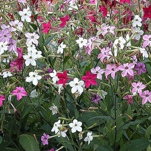 Puede incluir: Primer plano de una variedad de flores en tonos de rosa, blanco y rojo. Las flores est&aacute;n dispuestas en un racimo y tienen un aspecto delicado y arrugado.