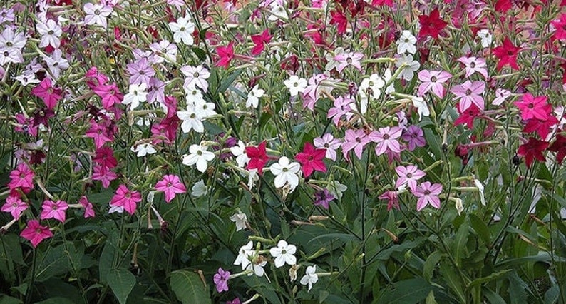 Puede incluir: Primer plano de una variedad de flores en tonos de rosa, blanco y rojo. Las flores est&aacute;n dispuestas en un racimo y tienen un aspecto delicado y arrugado.