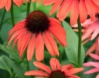 NEW! Mellow Scarlets Echinacea Seeds, Orange/Red/Watermelon colored Cone Flowers, EC1305