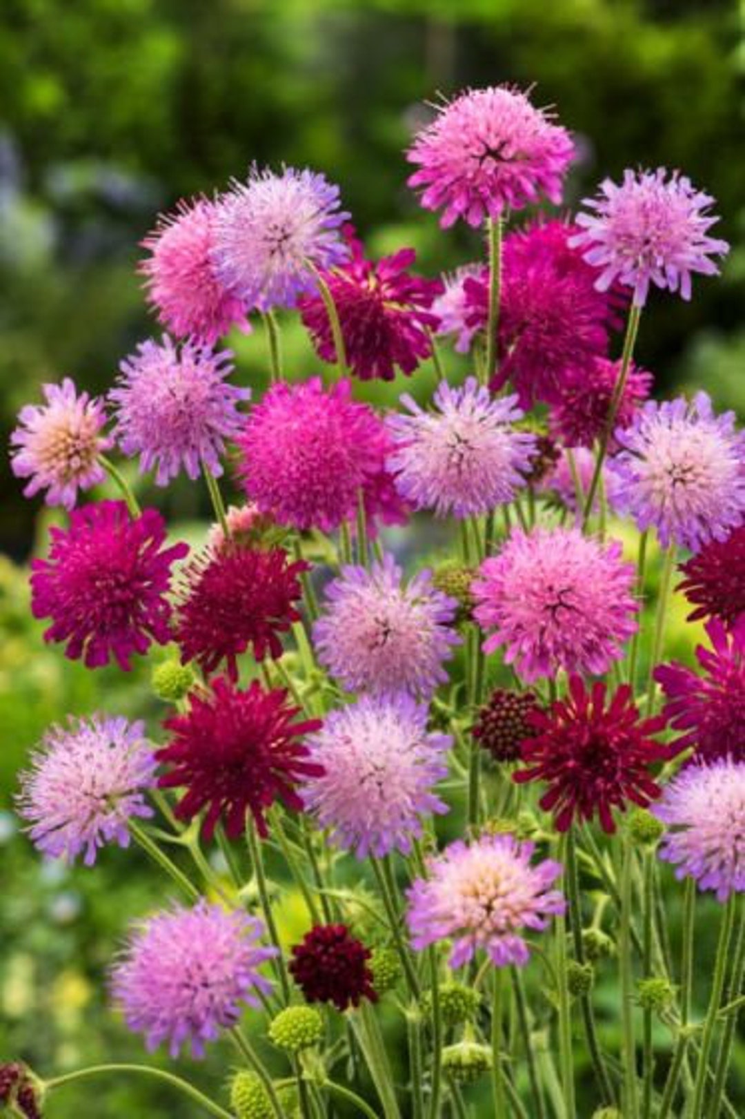 NEW 20 Melton Pastels Knautia Macedonica Seeds Pincushion Etsy