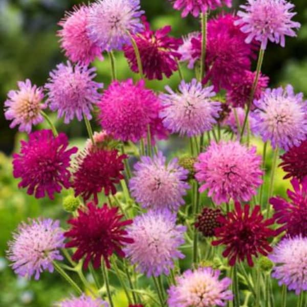 Melton Pastels Knautia Macedonica Seeds, Pin-cushion flowers KN2020