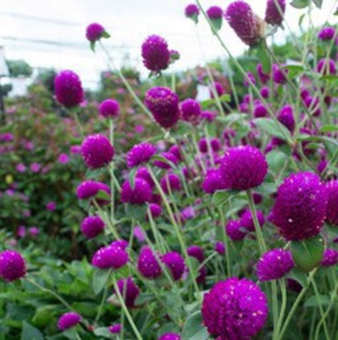 Purple Globe Amaranth Seeds Gomphrenam QIS Quality in Seeds | Etsy